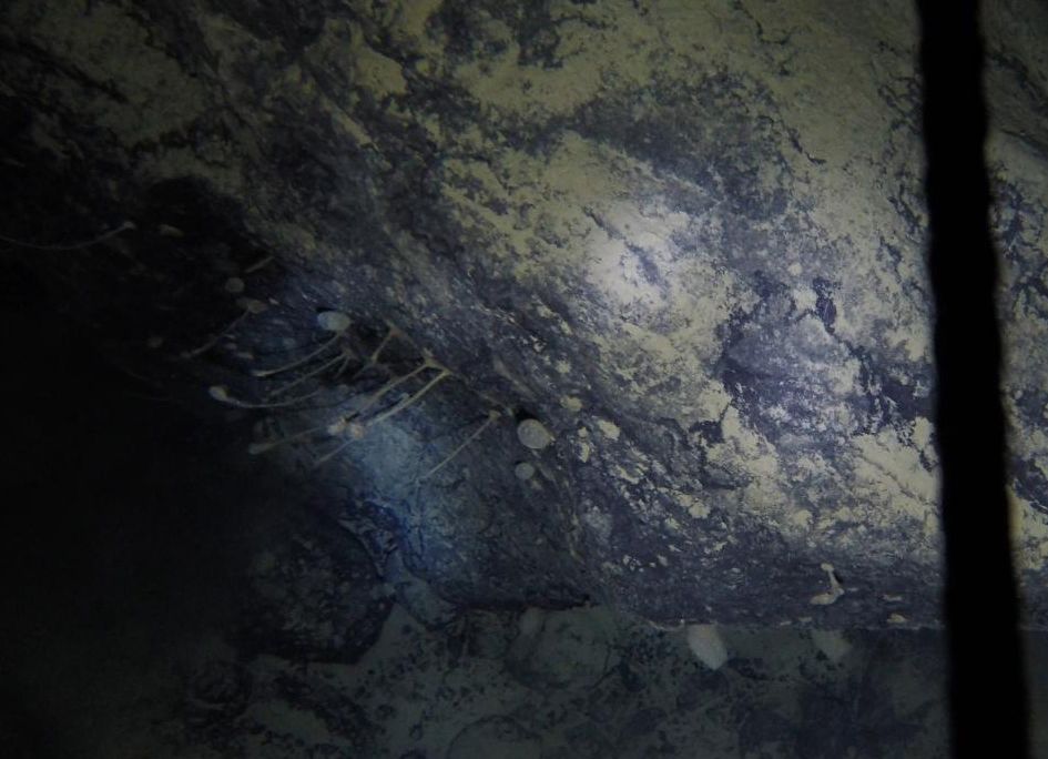 A boulder underwater has thin sponges growing off of it 