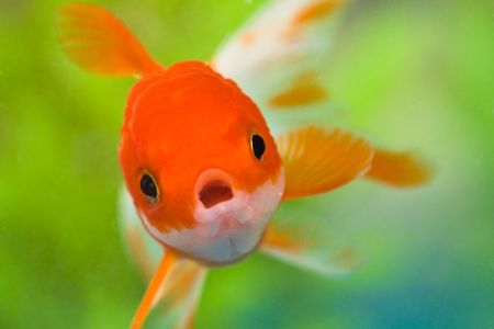 Pet goldfish in a tank, where it belongs