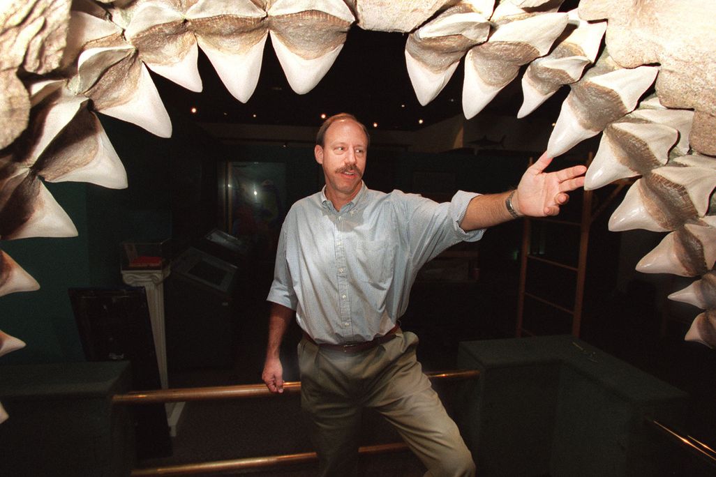 Megalodon Jaw