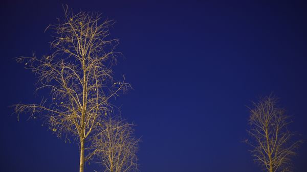 Blue and the Trees thumbnail