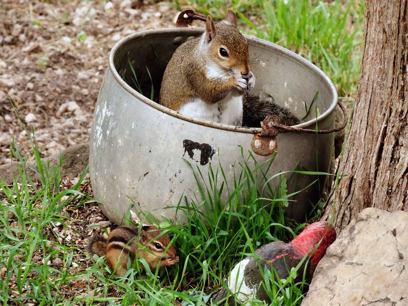 Squirrel and Chipmunk eating | Smithsonian Photo Contest | Smithsonian