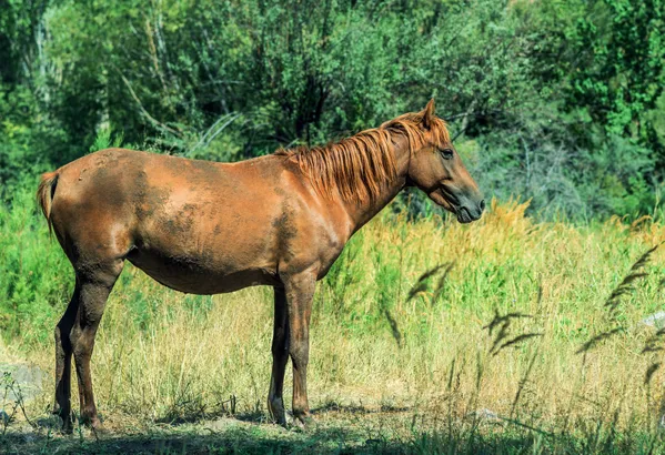 Stand alone horse thumbnail