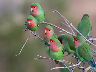 Lovebirds only have two legs, but they use their beaks as a propulsive third limb when climbing.