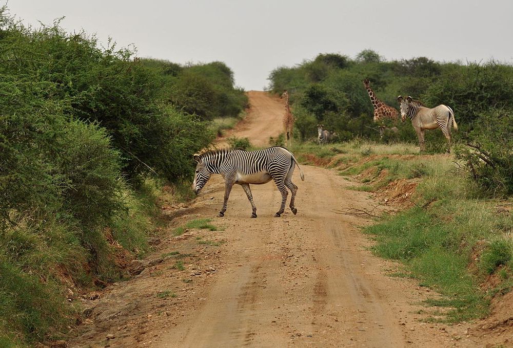 Zebra crossing a dirt road near Mpala Research Centre, Kenya