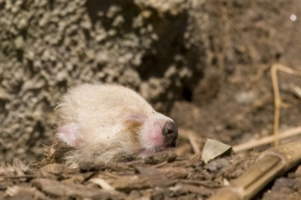 20110520110557cub.jpg