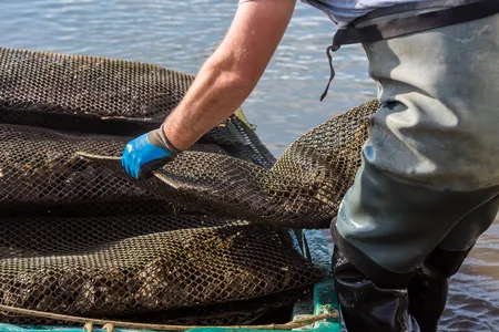 Oyster farming off the coast of New Jersey