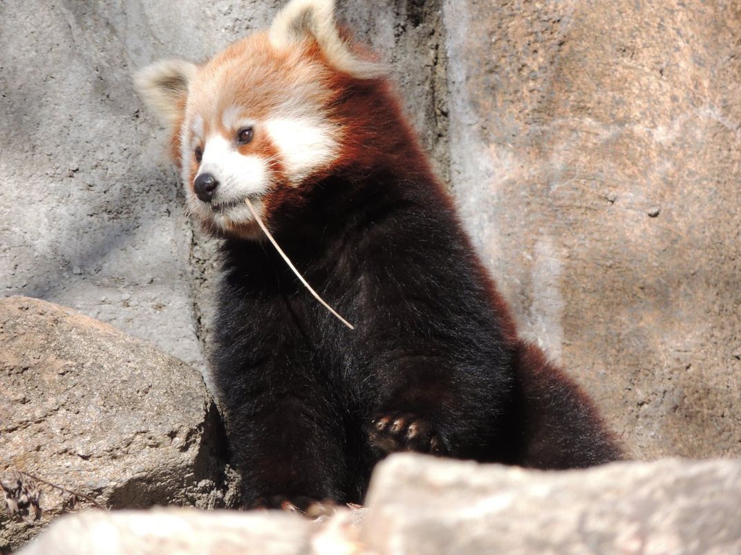 A red panda chewing on a small piece of bamboo. 