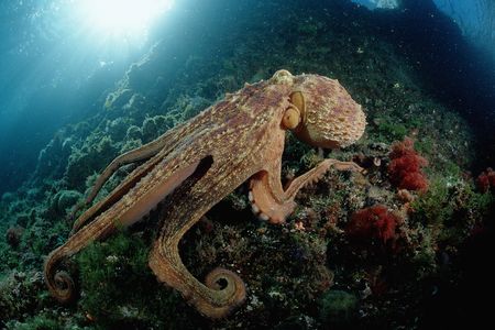 A common octopus (Octopus vulgaris) stretches out on a reef environment beneath the sea.