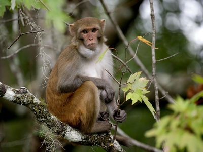 A rhesus monkey photographed in Florida in 2017.