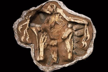 The well-known dinosaur skeleton known as "Big Mama" has been hiding a secret.