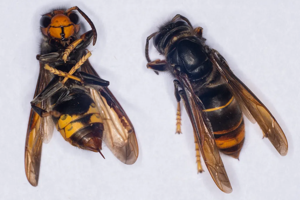 Two yellow-legged hornets, one lying on its front and one on its back