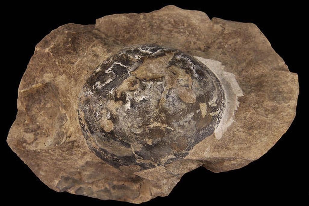 Mussaurus egg