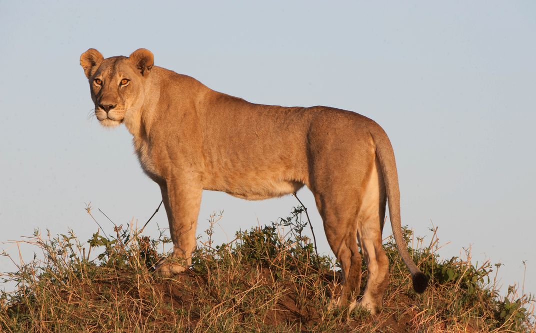 Mother Lion within feet of safari vehicle. 