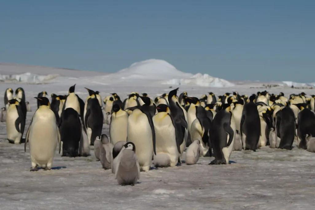 Group of adult emperor penguins and their chicks