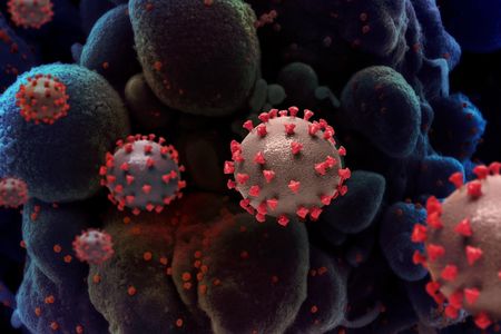 An artistic representation of SARS-CoV-2, the virus that causes COVID-19. (NIAID)