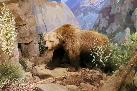 A California grizzly bear specimen at the Santa Barbara Museum of Natural History. The brown bear subspecies went extinct around 1924.