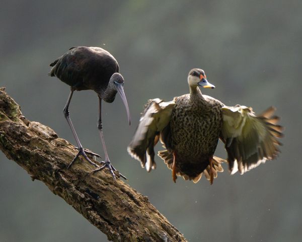 Spot-billed duck spooked by an ibis thumbnail
