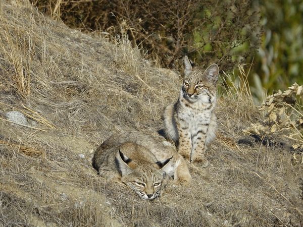 Bobcat mother is tired thumbnail