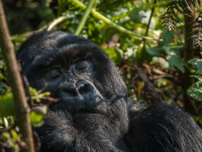A gorilla sleeps in a forest in Rwanda.