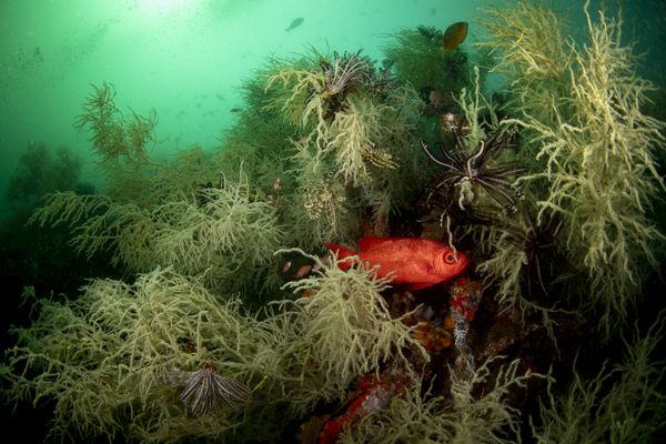 Marine Animal Forest thumbnail