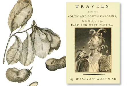 Left, Bartram&rsquo;s illustration of Annona grandiflora, a member of the pawpaw family, which appeared in the naturalist&rsquo;s 1791 Travels, right.