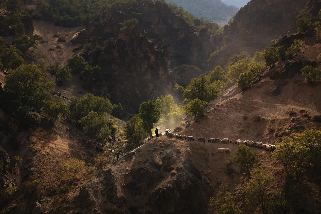 Alboorz leads sheep through a mountain pass.