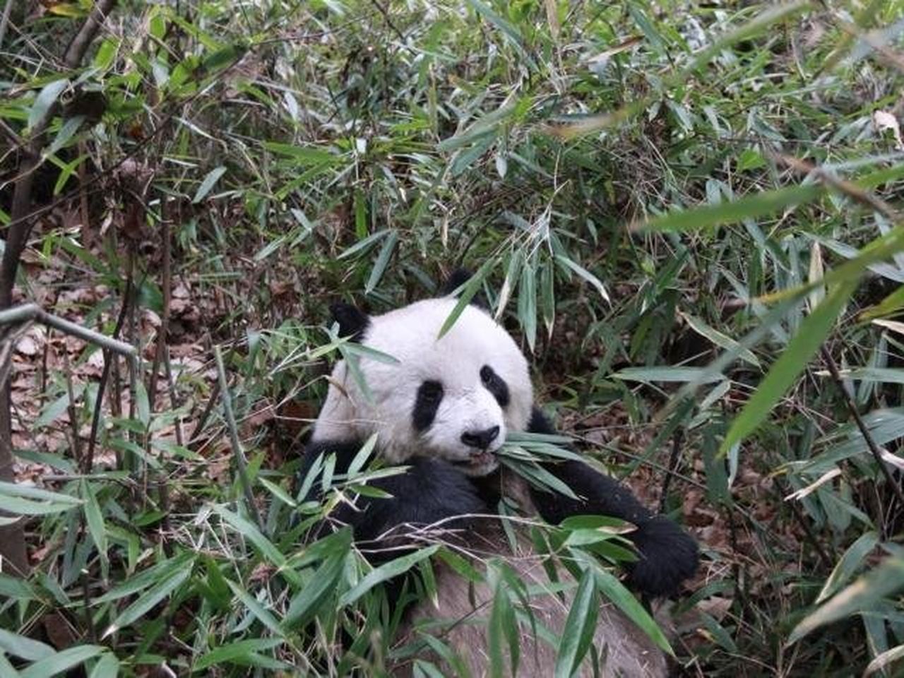 新品未開封「2026 Bamboo Forest Panda（竹林パンダ）」 Bamboo Is Basically 'Fake Meat' for Giant Pandas
