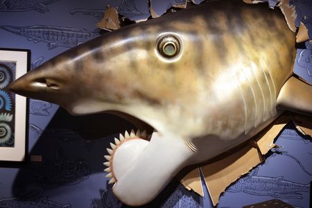 A life-sized Helicoprion head, created by sculptor Gary Staab, seems to burst through the wall at the Idaho Museum of Natural History as part of the buzz shark exhibit.
