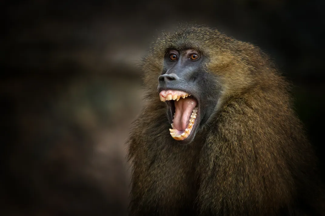 Baboon Screaming 