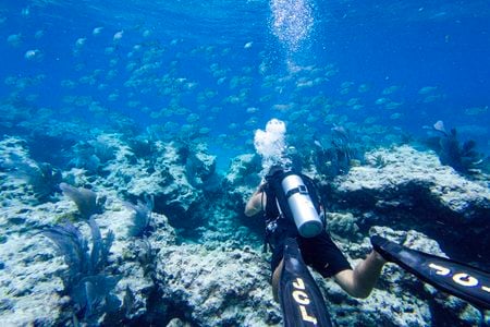 A diver swims around a coral reef in Key West, Florida, on July 14, 2023. Coral reefs in the Florida Keys are at risk of bleaching and death because of very hot water temperatures this summer.