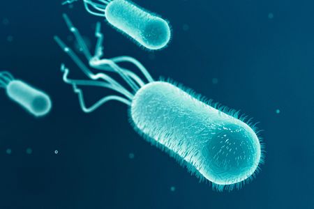 The bacterium Escherichia coli, shown here, moves itself with propeller-like structures called flagella; it is one of the mobile microbes scientists have linked to cargo-carrying structures to form biohybrid microrobots.