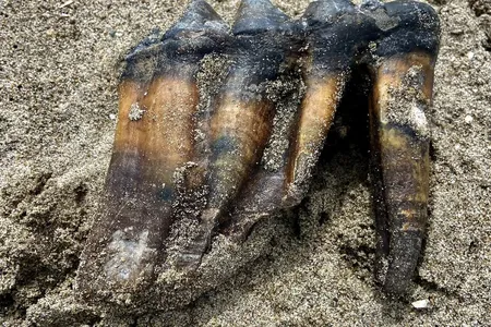 The mastodon tooth was discovered on&nbsp;Rio Del Mar State Beach in California.