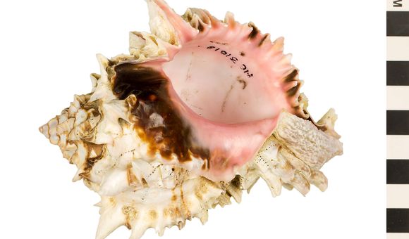 The inside of a lumpy white and brown seashell is smooth and pink.