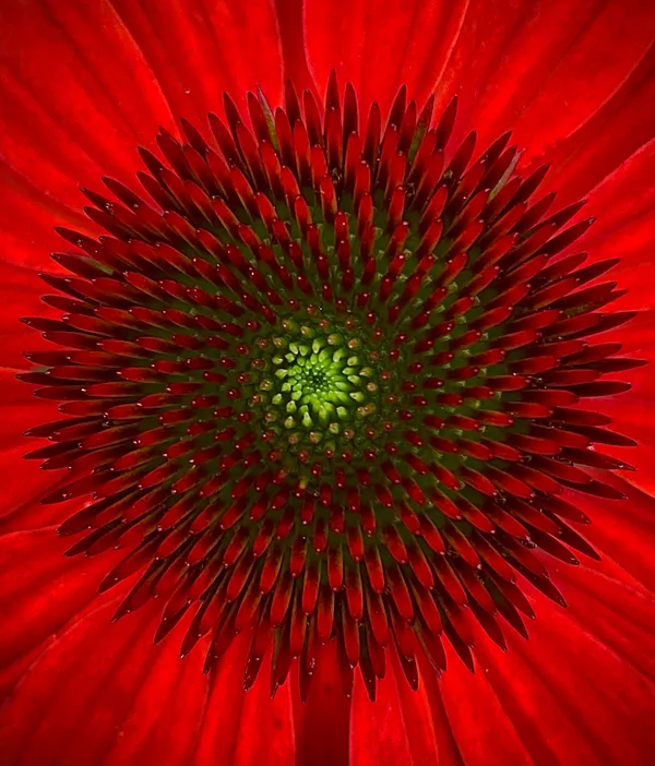 Hypnotic Echinacea thumbnail