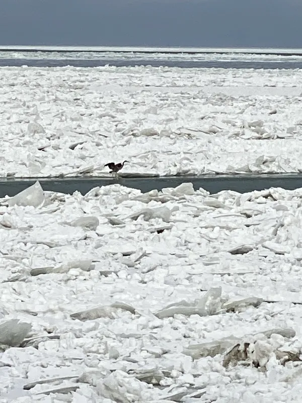 Blue Heron on Lake Erie Ice thumbnail