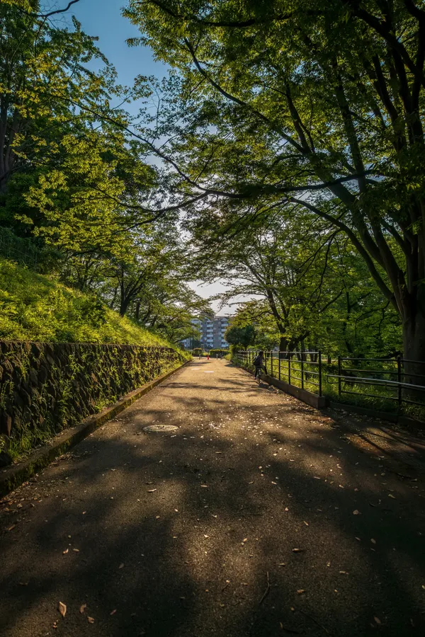 Beautiful light, shadow and green thumbnail