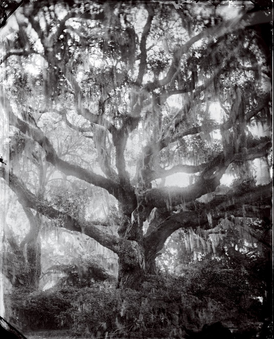 Centuries-old live oak