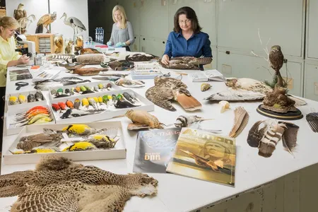 The Smithsonian’s Division of Birds provided about 40% of the tissue samples for the new bird genomes in a landmark study. (James Di Loreto, Smithsonian)