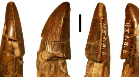 The tooth of Ostrafrikasaurus as seen from the front (A), tongue side (B), back (c) and cheek side (d)