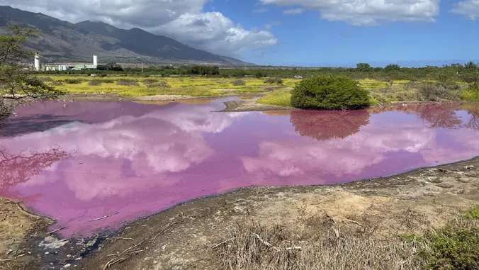 Pink water in a pond