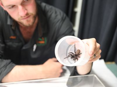 Spider keeper Jake Meney holding the &quot;megaspider&quot; that was donated to the Australian Reptile Park.