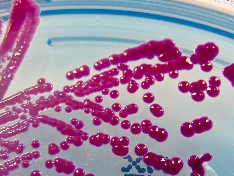 serratia marcescens bacteria