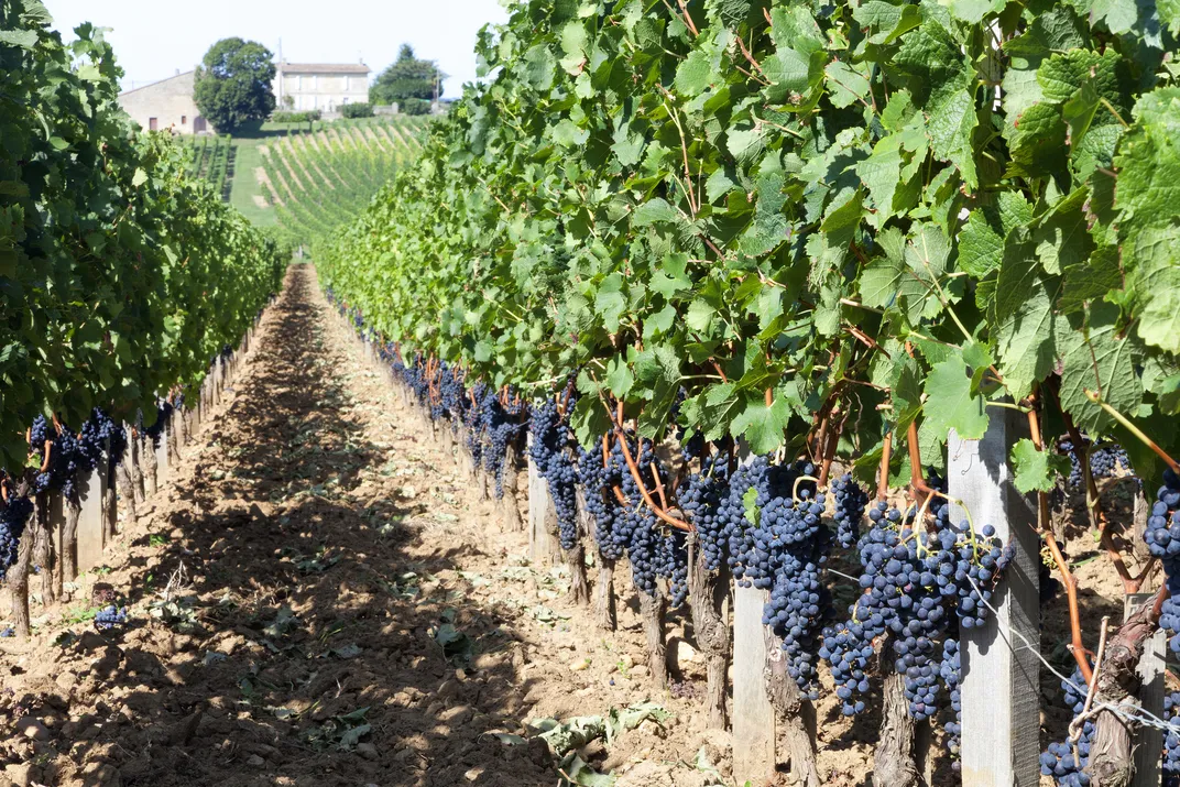 Vineyard in Bordeaux