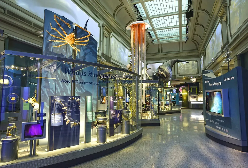 Museum exhibit displays about the ocean