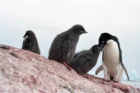 Though the mummified penguins died years ago due to "extreme climatic anomalies," modern day penguins are still at risk of the same fate in today's changing climate.