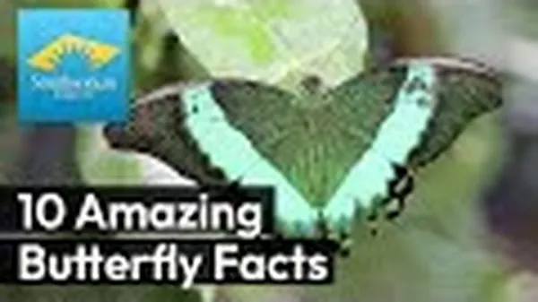 Preview thumbnail for Ten Fun Facts About Butterflies