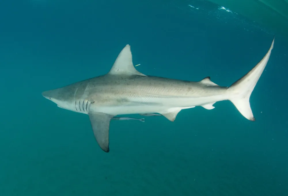 a shark swims away from the camera underwater