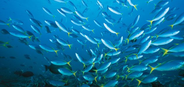 Yellow and blueback fusiliers