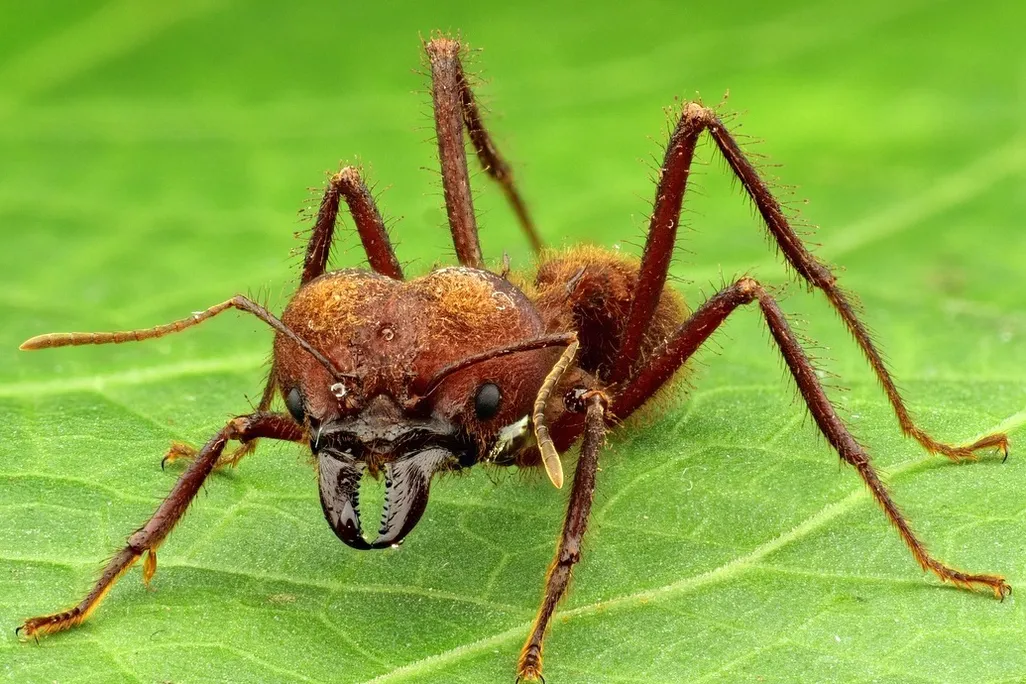 A reddish orange leafcutter ant with large front mandibles on a green leaf