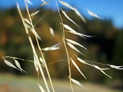 Ancient people may have ground up wild oats